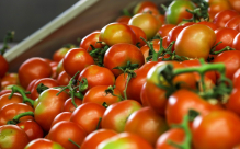 توقعات بوصول سعر كيلو البندورة الى 20 شيكل 